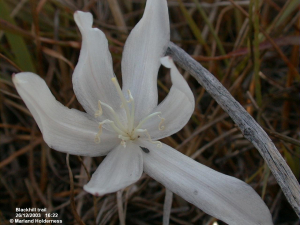 Gethyllis | Species Dictionary | Southern Africa | iSpot